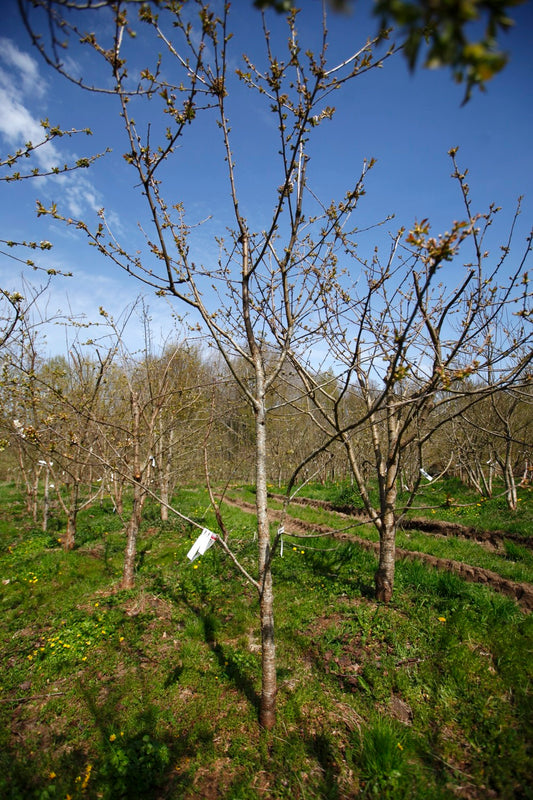 Merton Glory IV – Large Cherry Tree