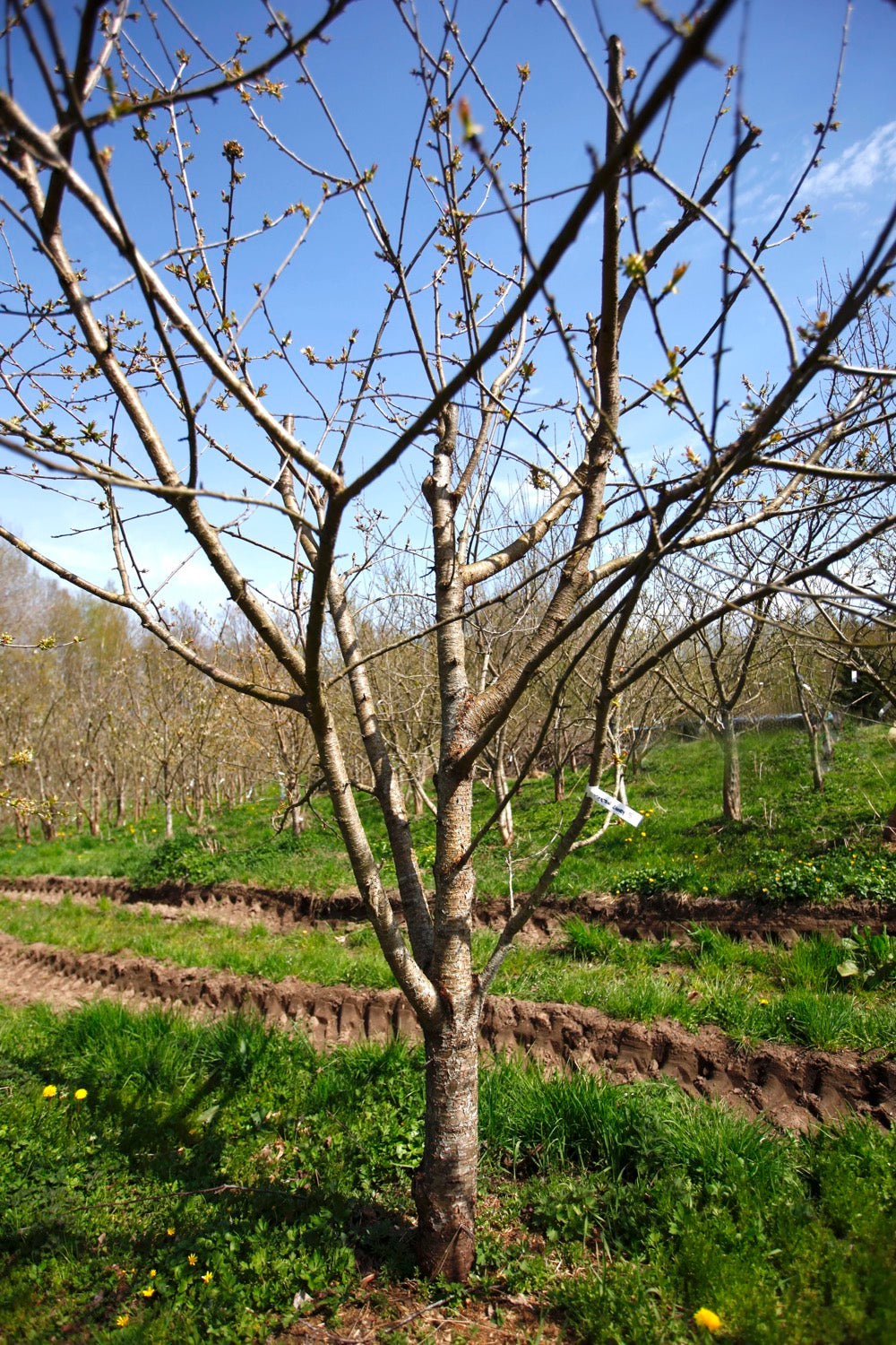 Merton Glory V – Large Cherry Tree