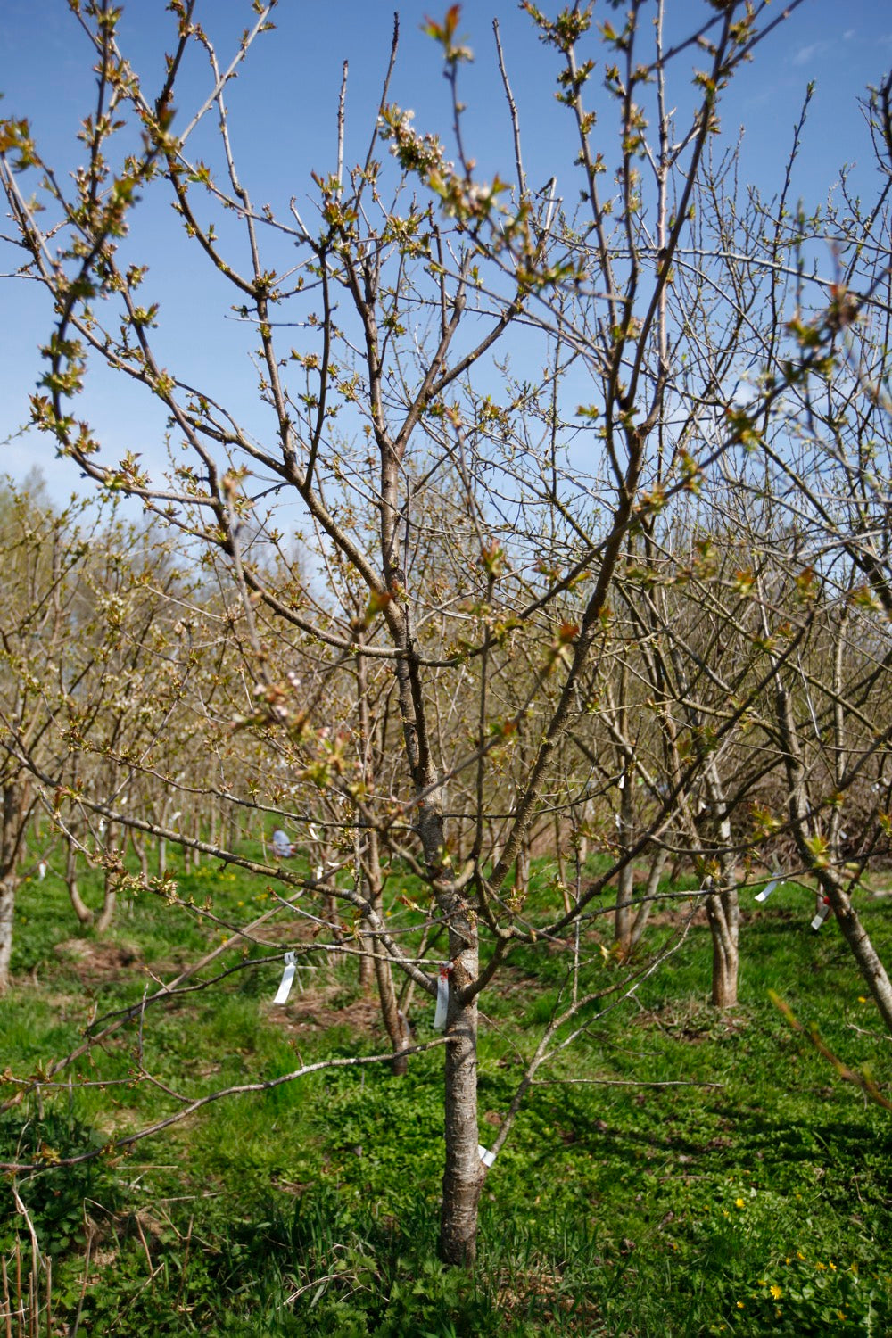 Merton Glory VI – Large Cherry Tree