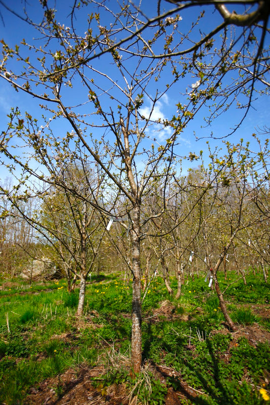 Merton Glory VIII – Large Cherry Tree