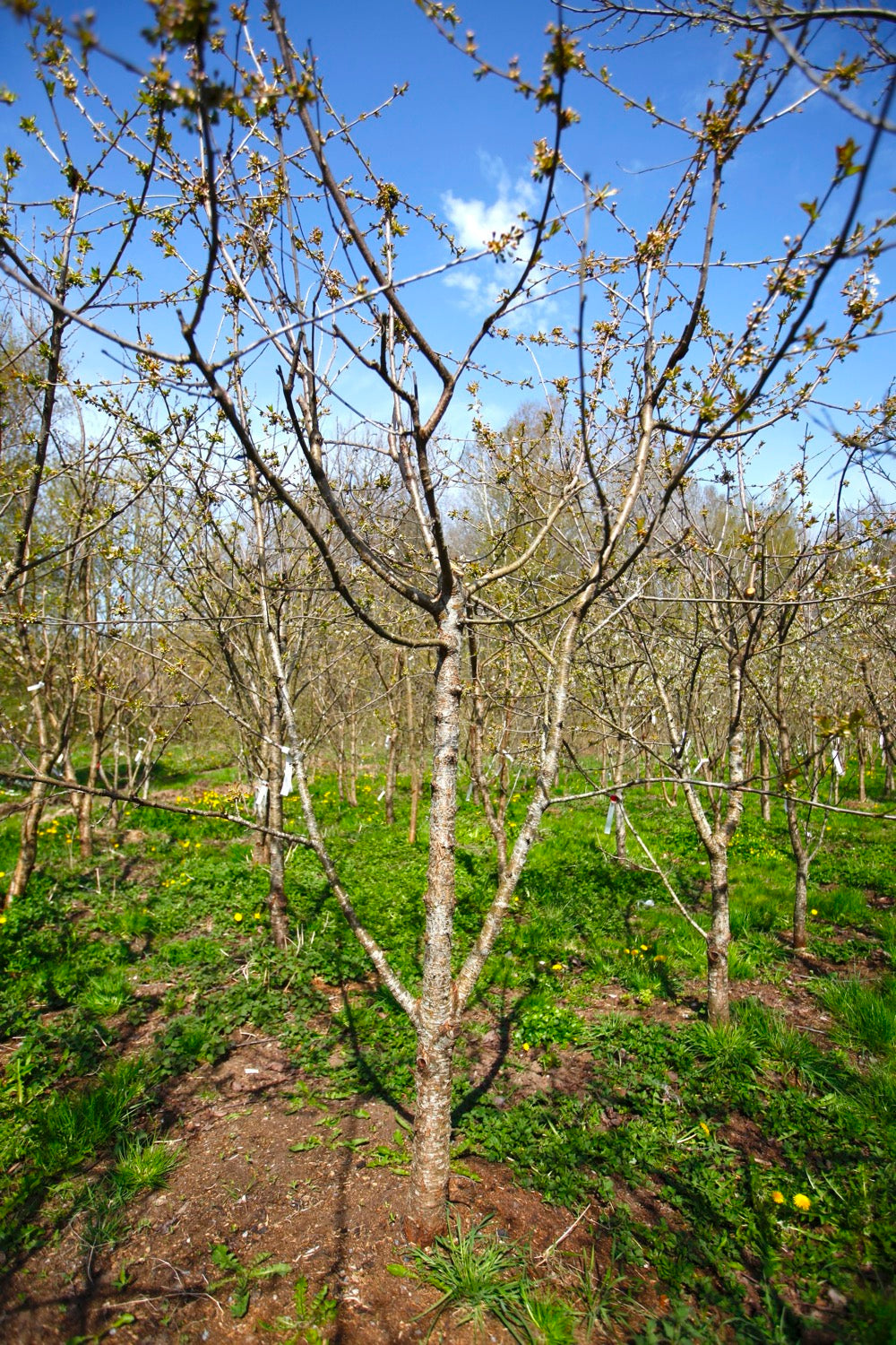 Merton Glory IX – Large Cherry Tree