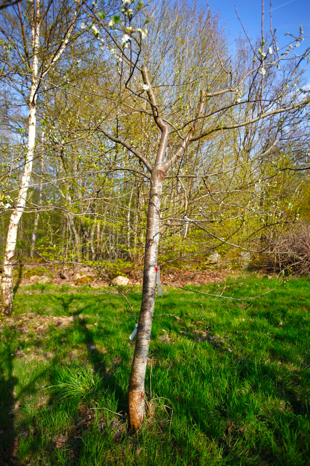 Washington I – Large Plum Tree