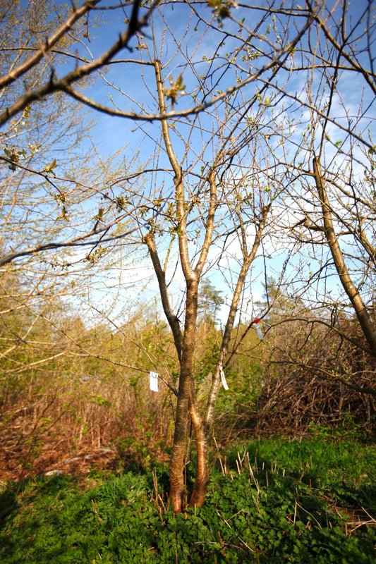 Green Reine Claude (Greengage) (No.3) – Large Plum Tree