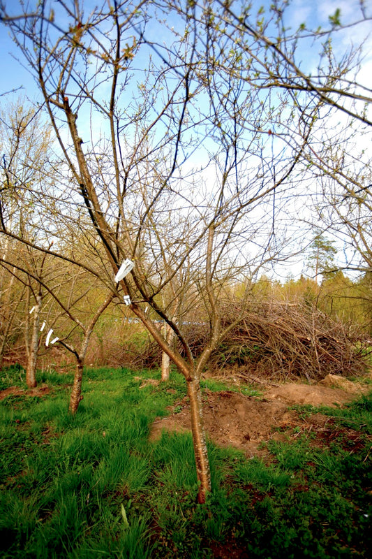 Reine Claude Violette II – Large Plum Tree