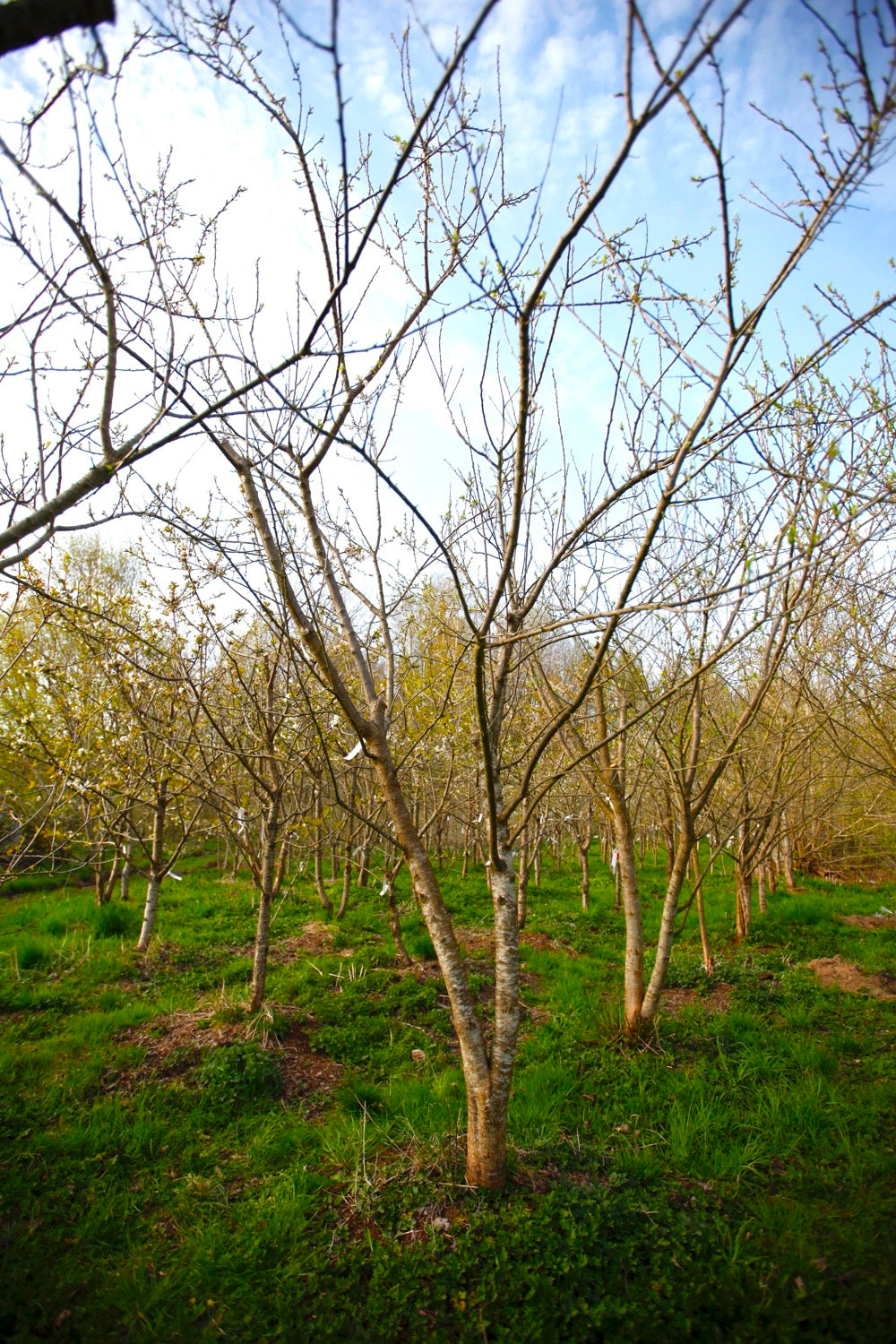 Green Reine Claude (Greengage) (No.4) – Large Plum Tree