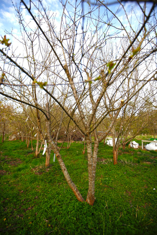 Green Reine Claude (Greengage) (No.5) – Large Plum Tree