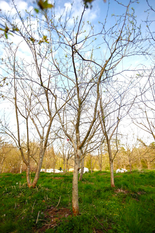 Hungarian Prune I – Large Plum Tree