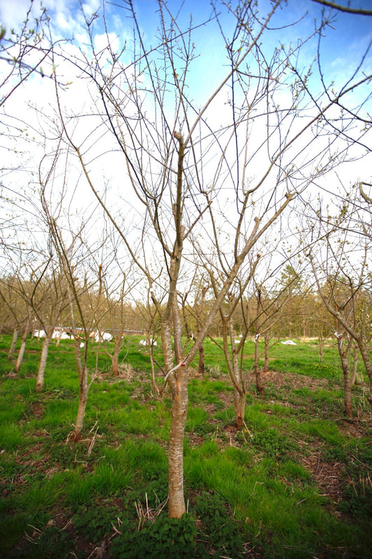 Green Reine Claude (Greengage) (No.9) – Large Plum Tree