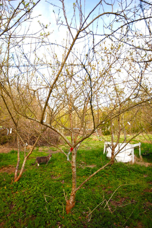 Reine Claude Violette IV – Large Plum Tree