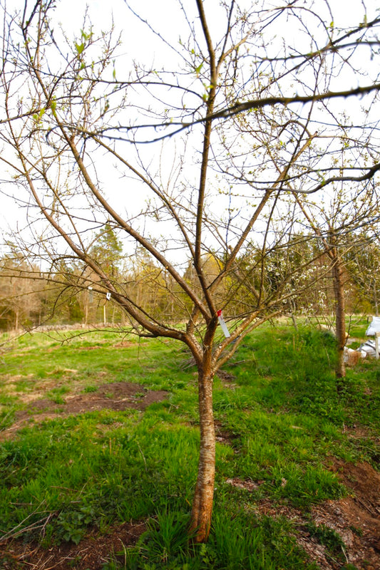 Reine Claude Violette VI – Large Plum Tree