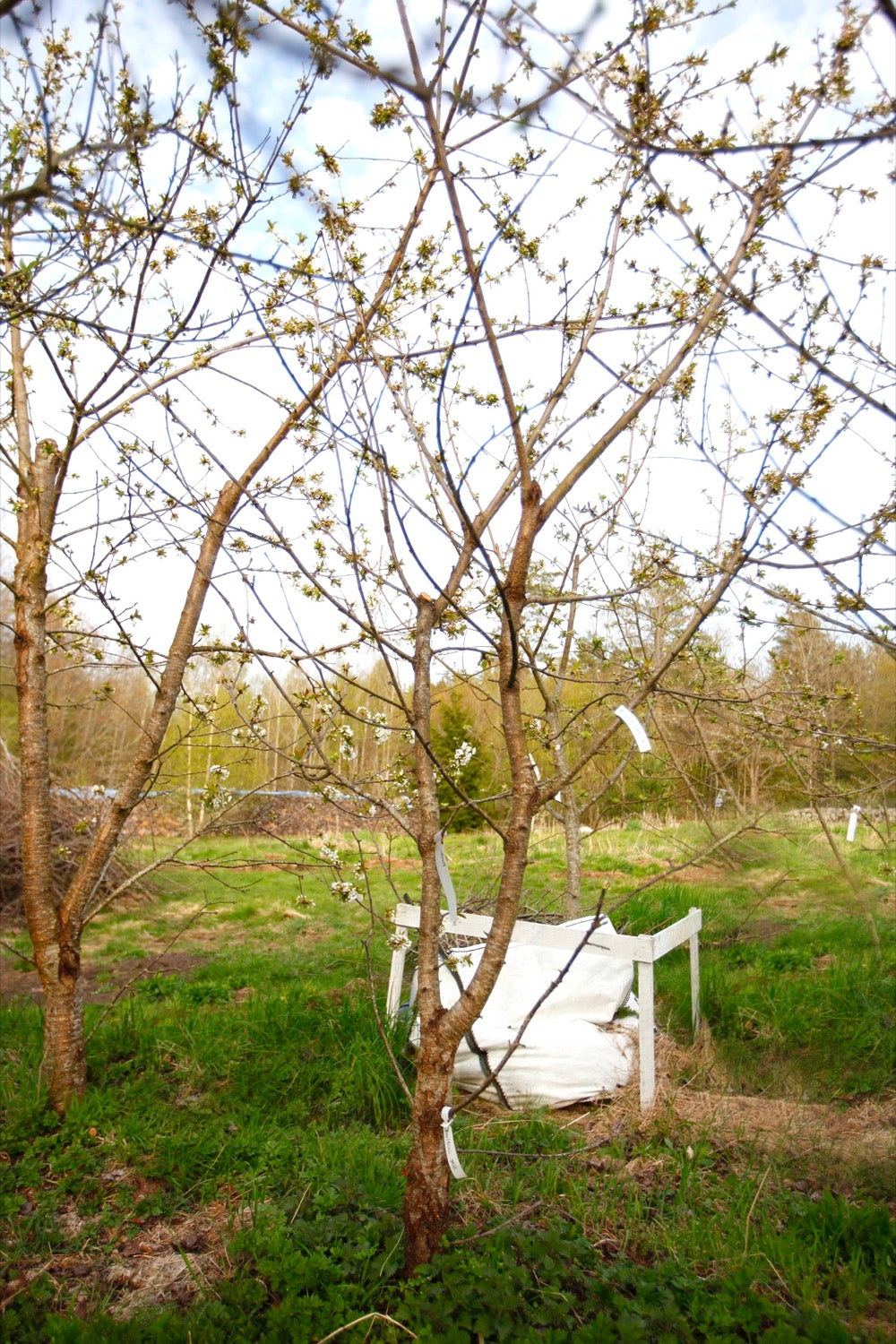 Büttners Rote I – Large Cherry Tree