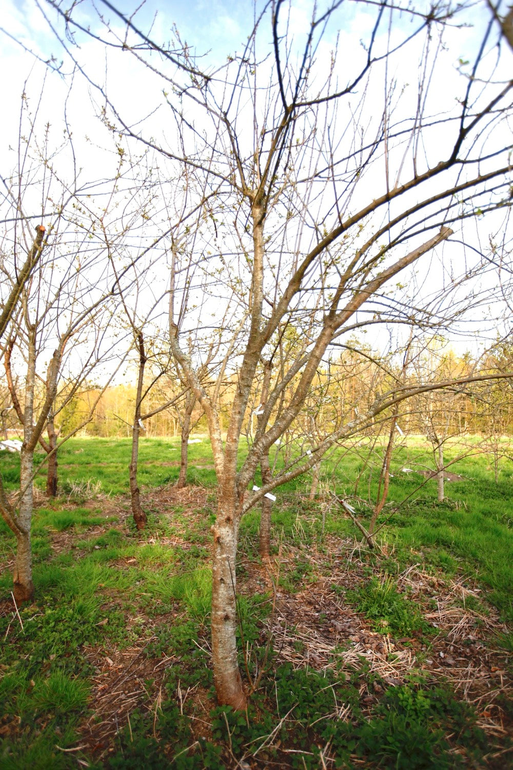 Green Reine Claude (Greengage) (No.16) – Large Plum Tree