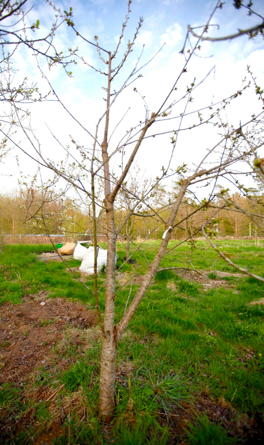 Merton Premier II – Large Cherry Tree