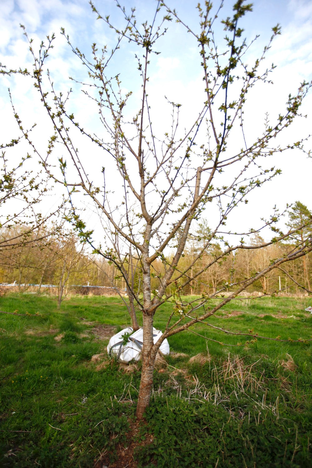 Stella (No.15) – Large Cherry Tree