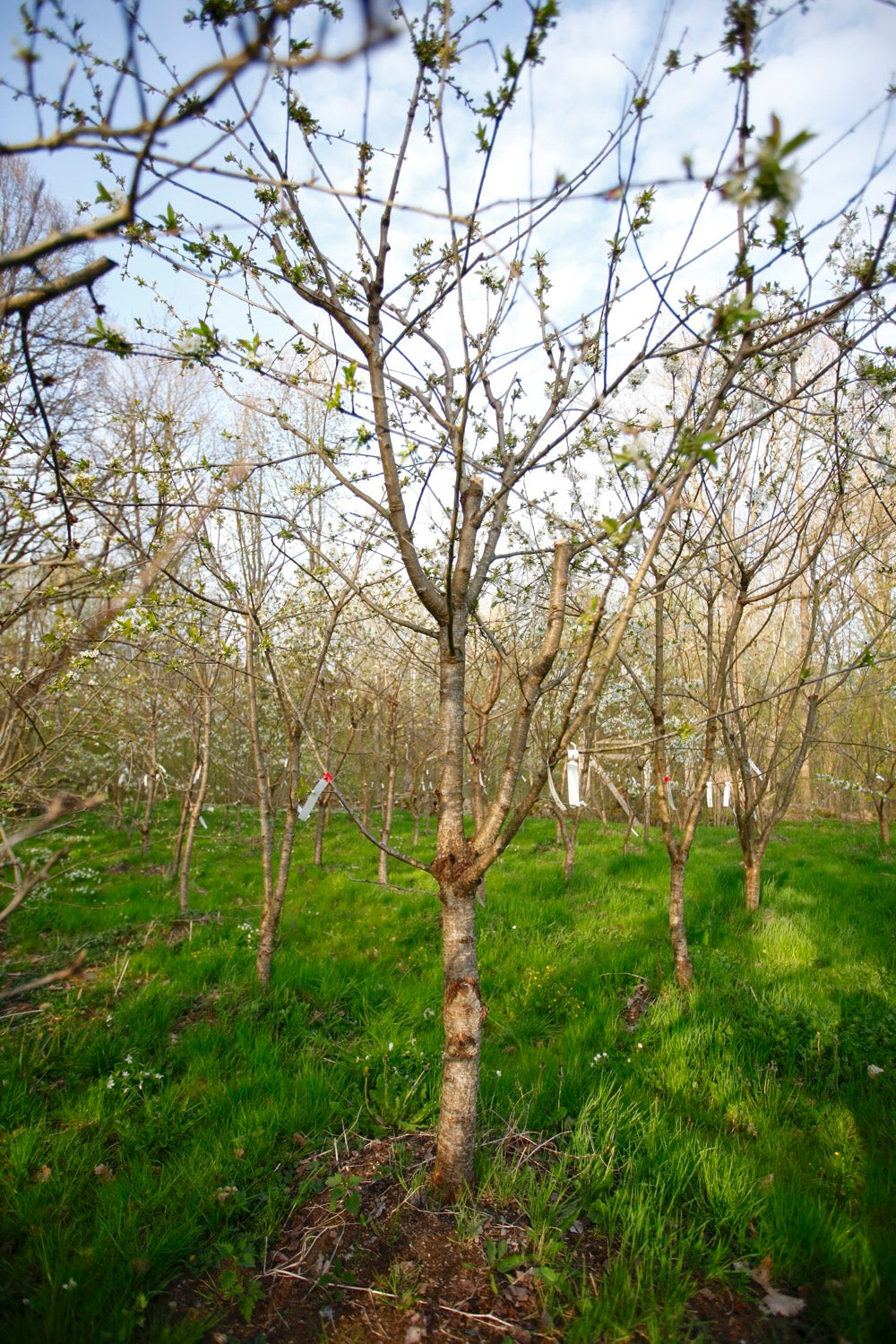 Stella (No.18) - Large Cherry Tree