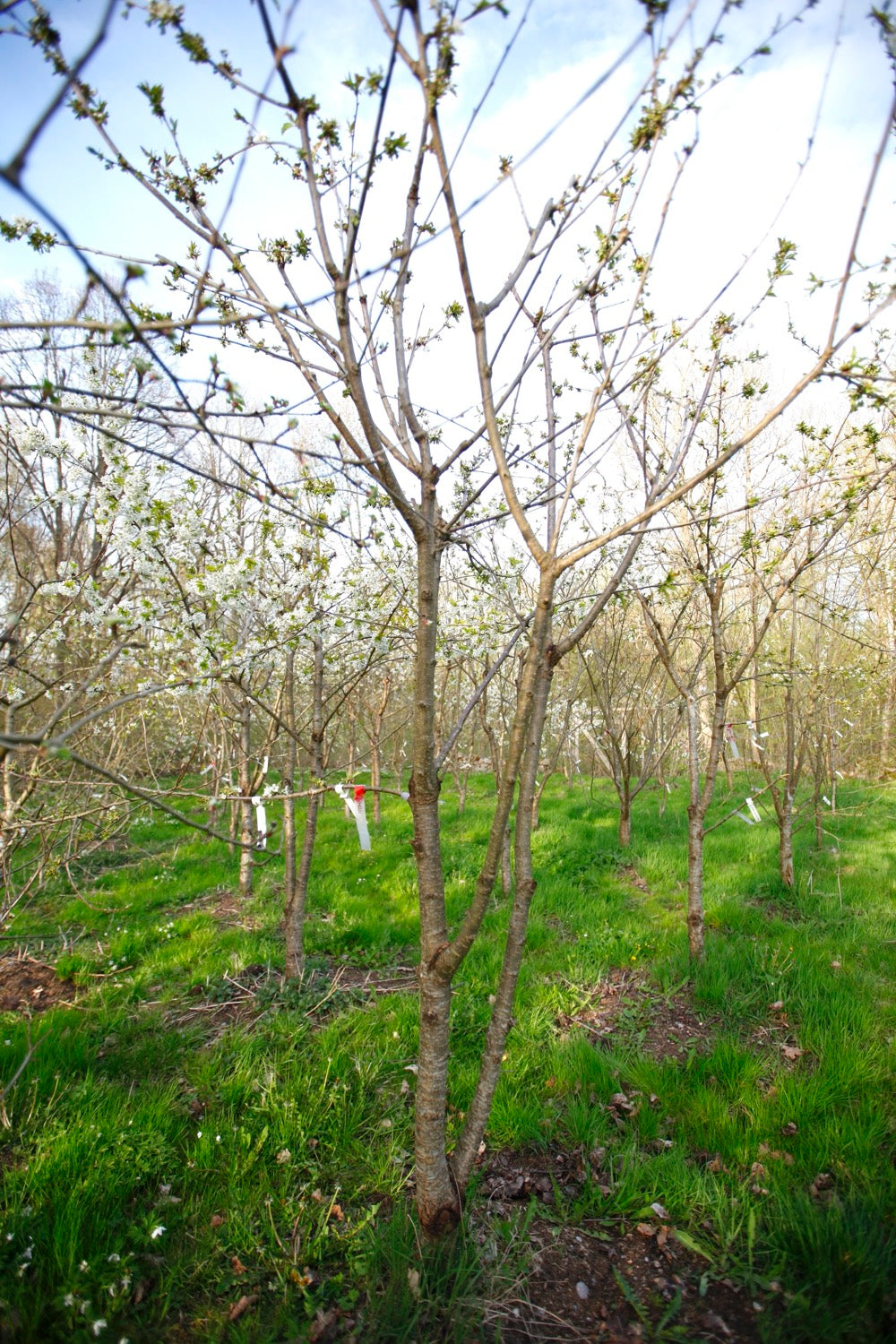 Stella (No.19) – Large Cherry Tree