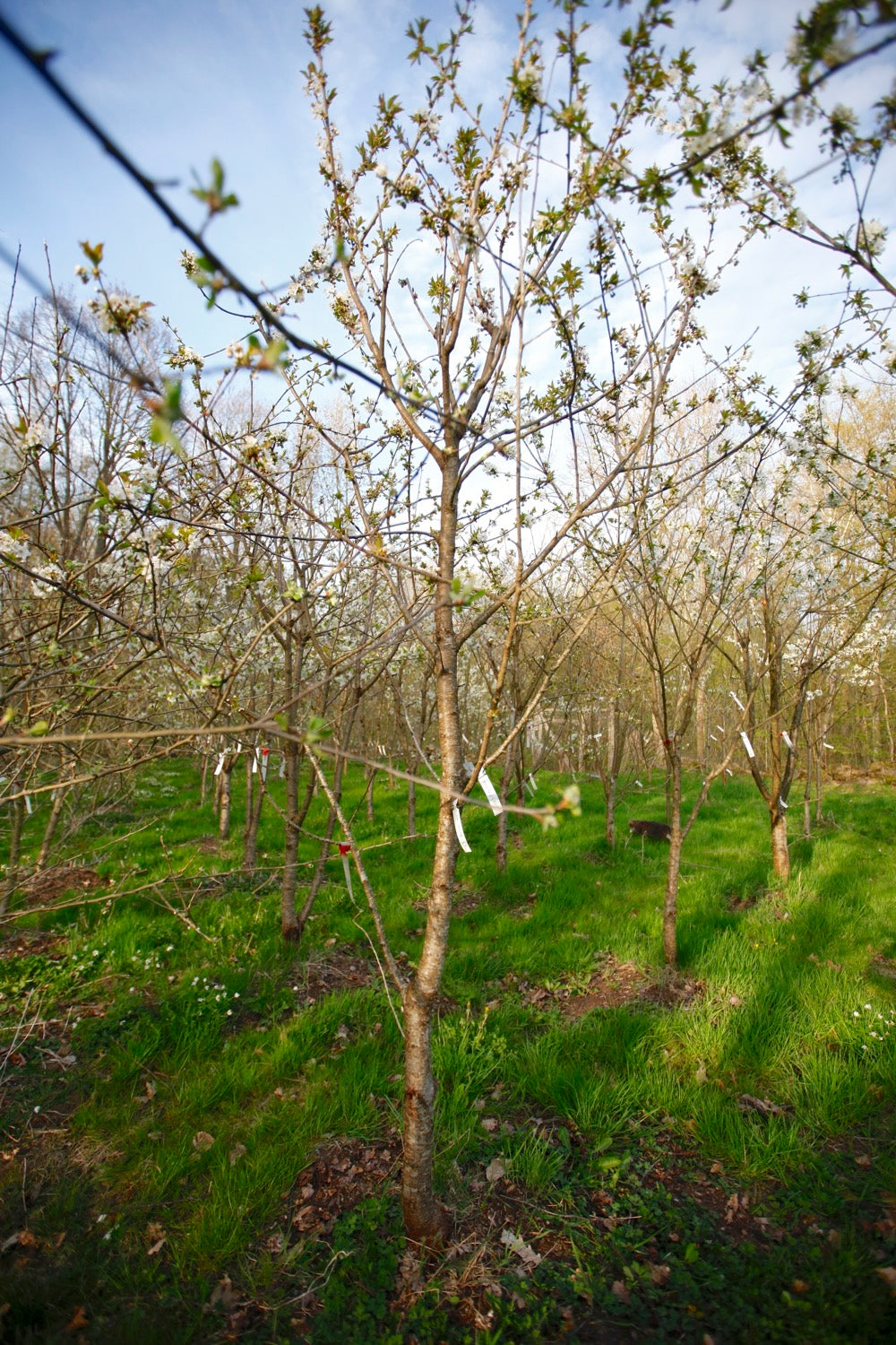 Van II - Large Cherry Tree