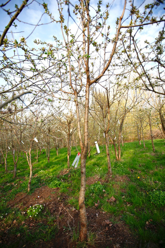 Van III – Large Cherry Tree