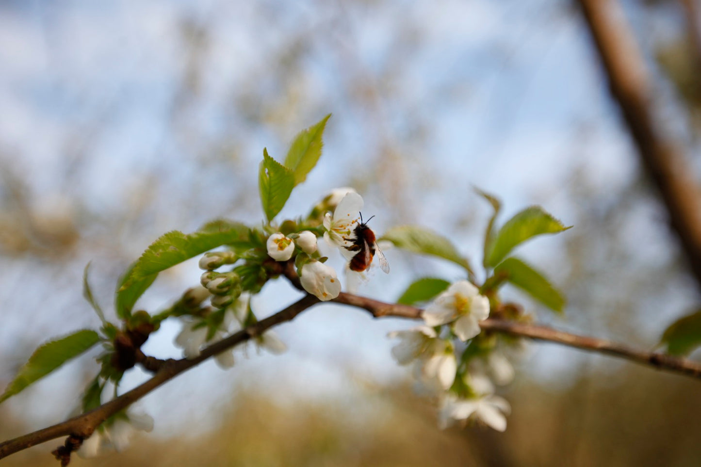 Large Black Bigarrå VI – Large Cherry Tree