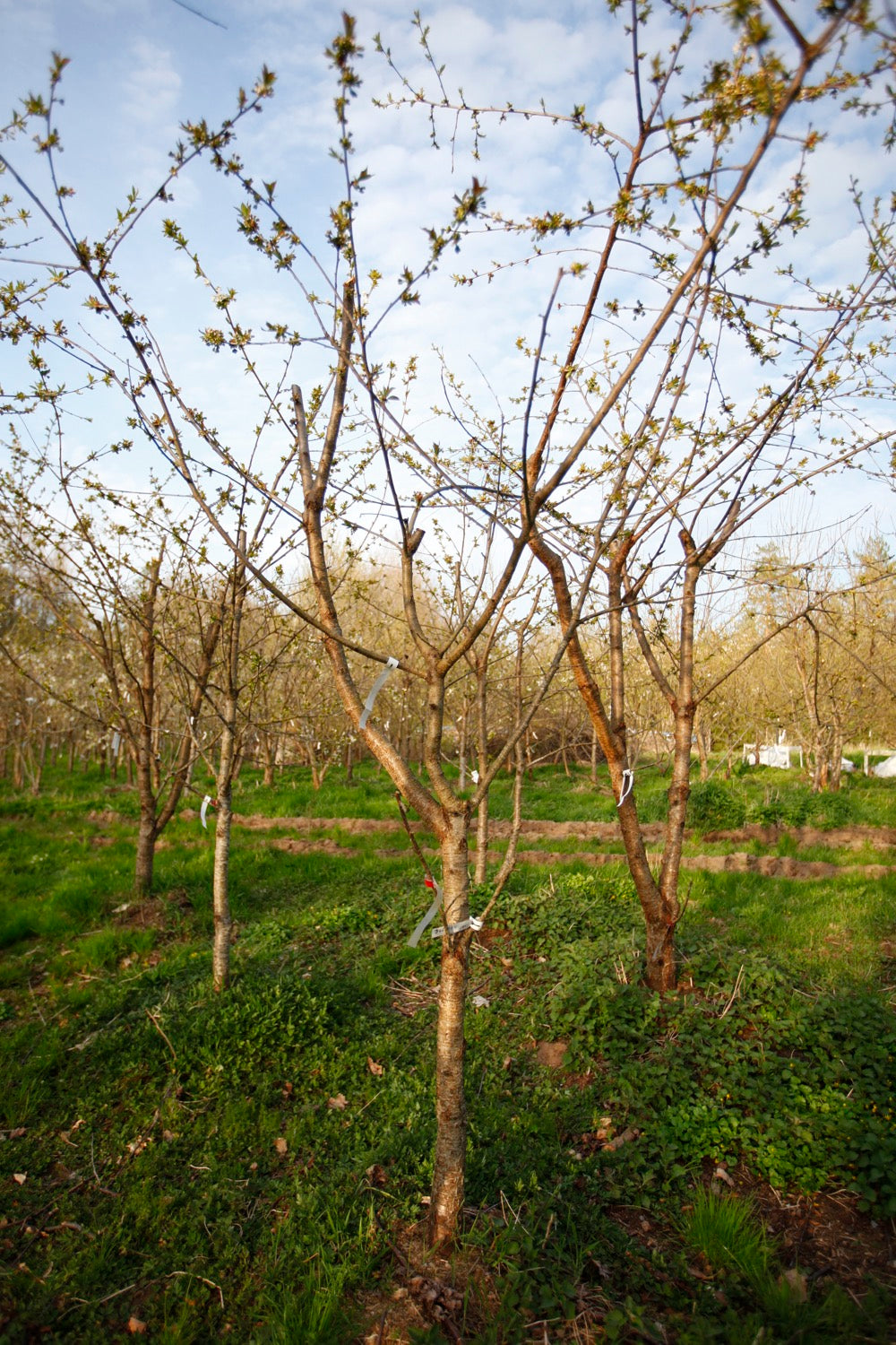 Büttners Rote IV– Large Cherry Tree