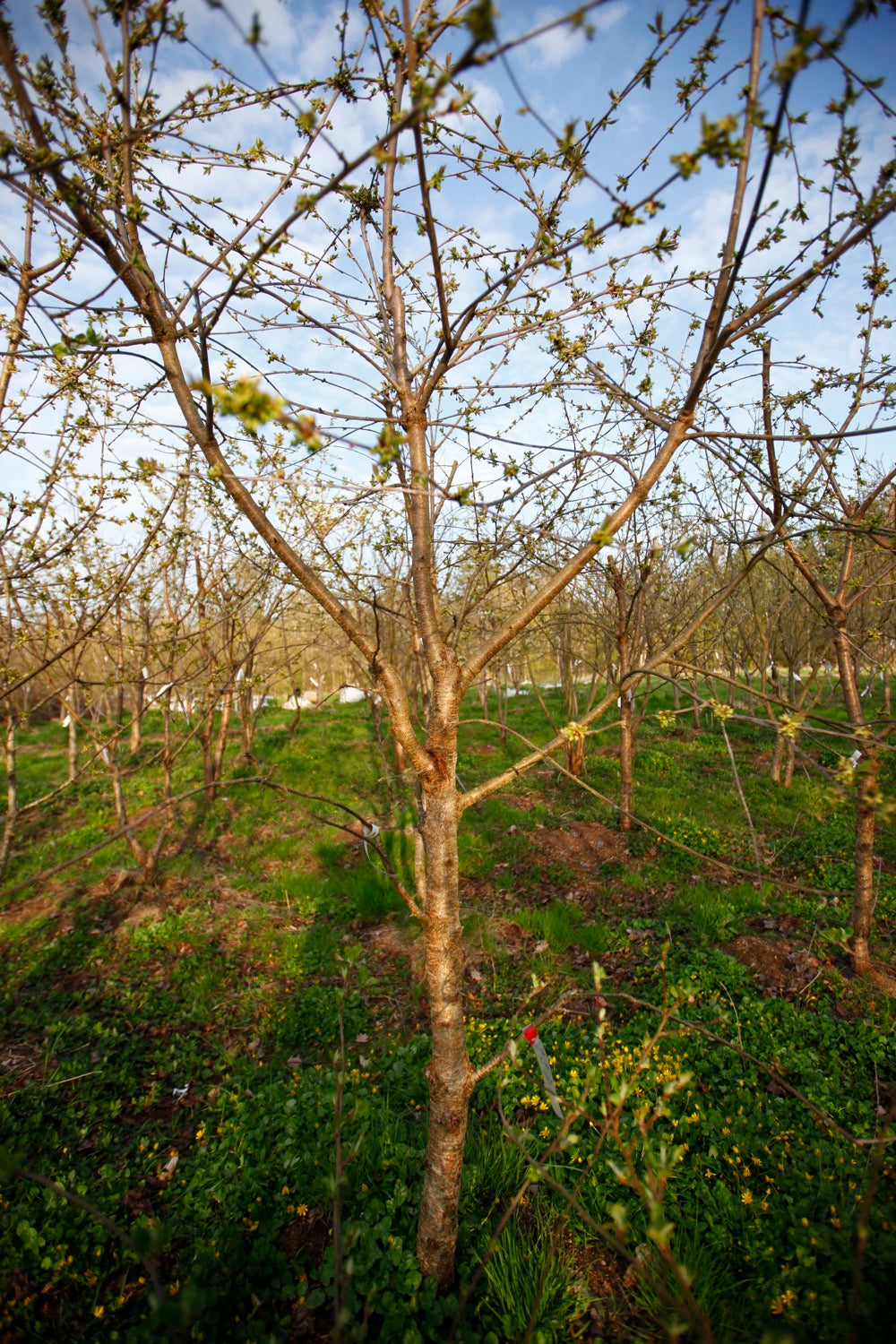 Large Black Bigarrå VI – Large Cherry Tree