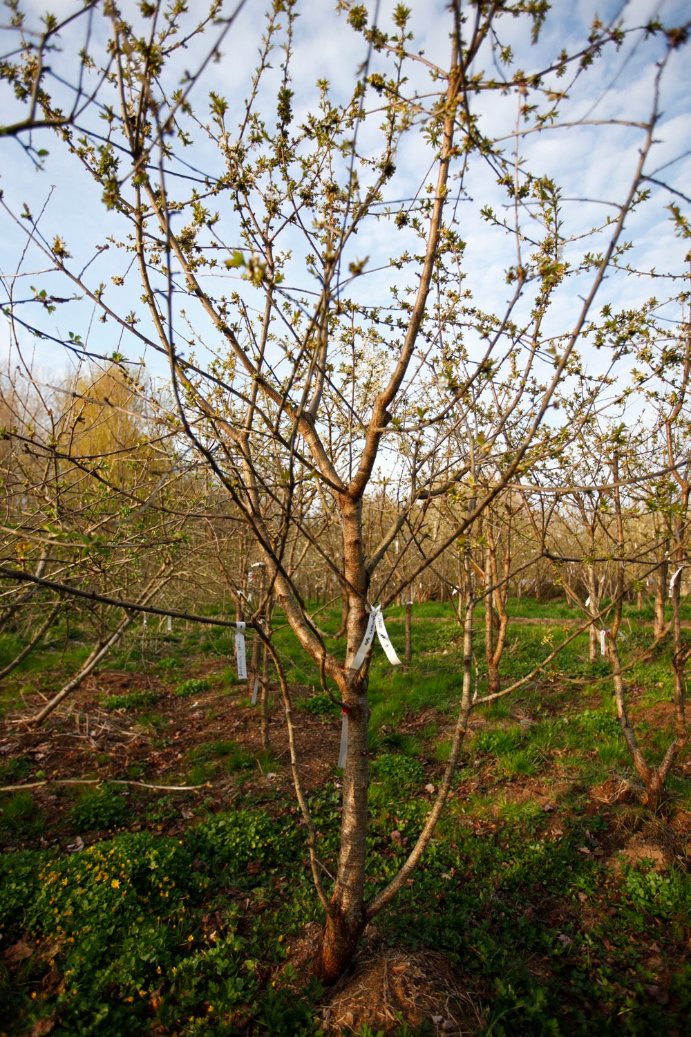 Büttners Rote III – Large Cherry Tree