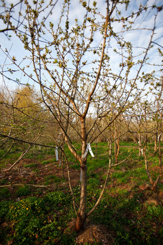 Büttners Rote III – Large Cherry Tree