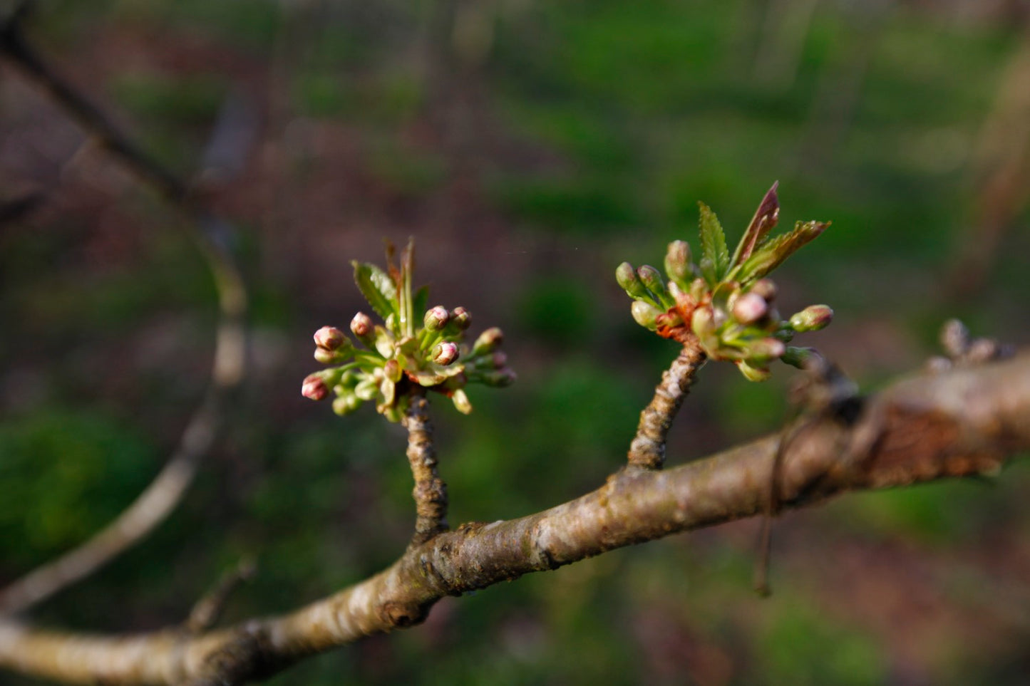 Büttners Rote III – Large Cherry Tree