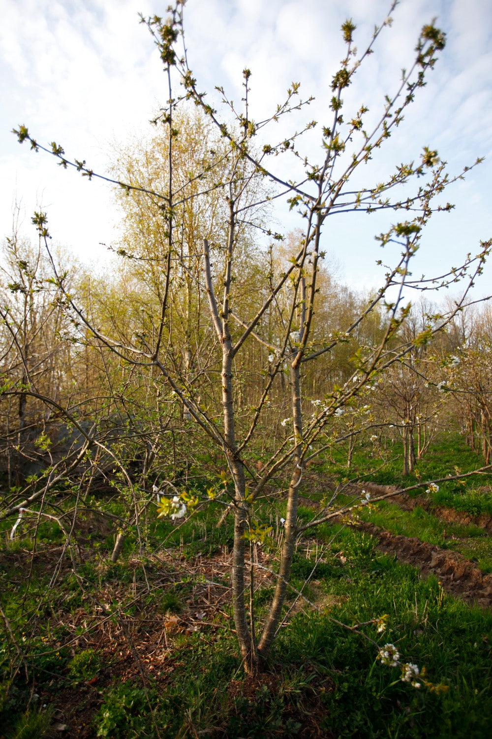 Lapins II - Large Cherry Tree