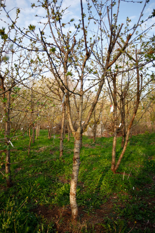 Lapins IV – Large Cherry Tree