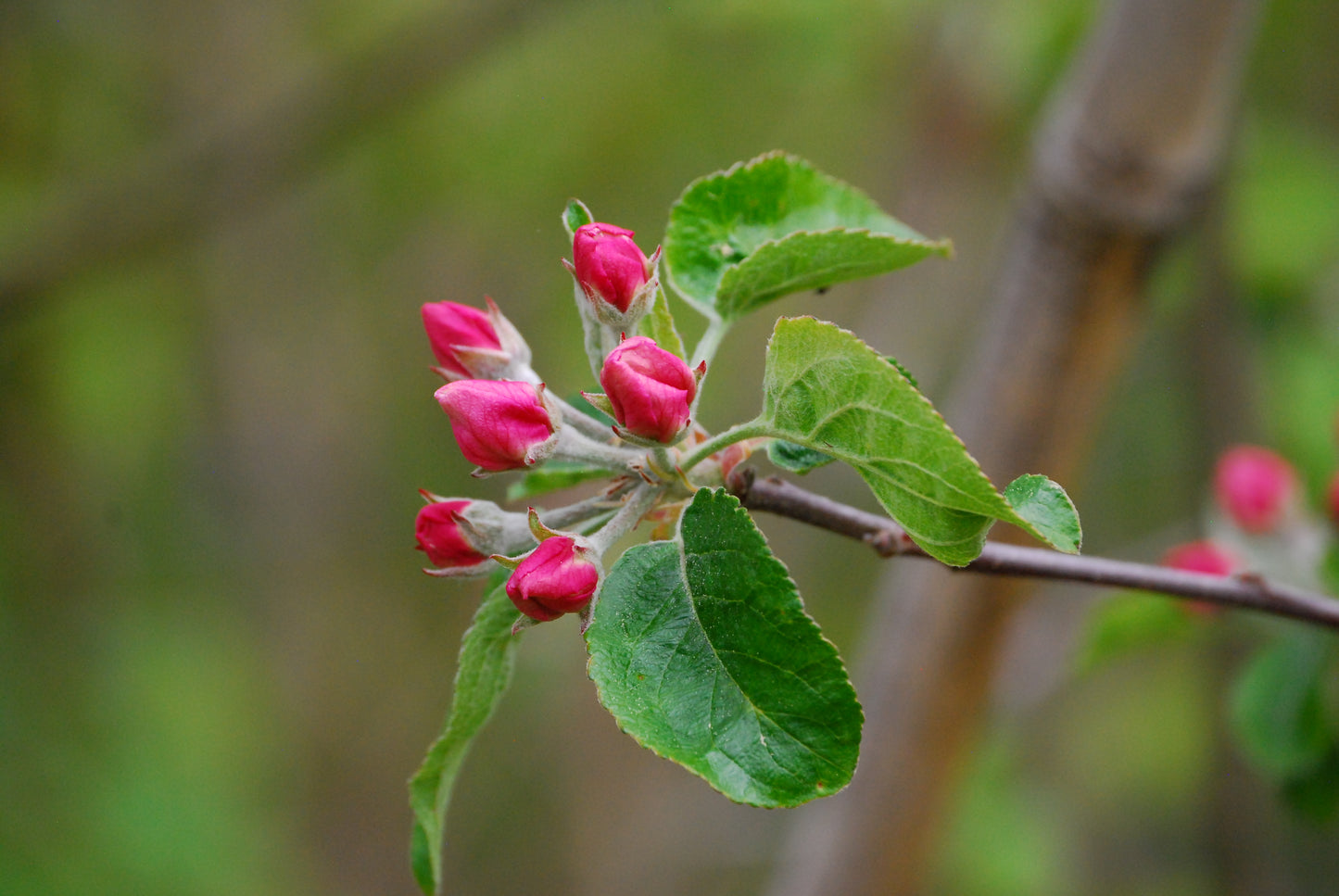 Boiken Äpple på Antonovka