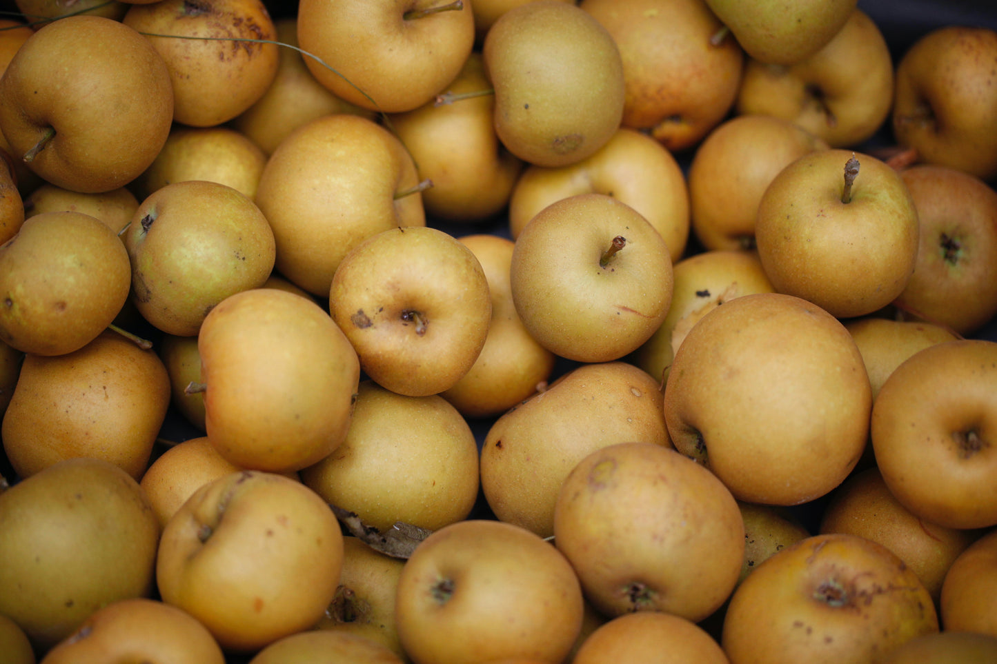 Early Golden Russet Pomme (40 – 80 cm)