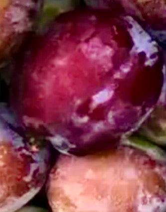 Jubileum Plommon - Prunus Domestica 'Jubileum'