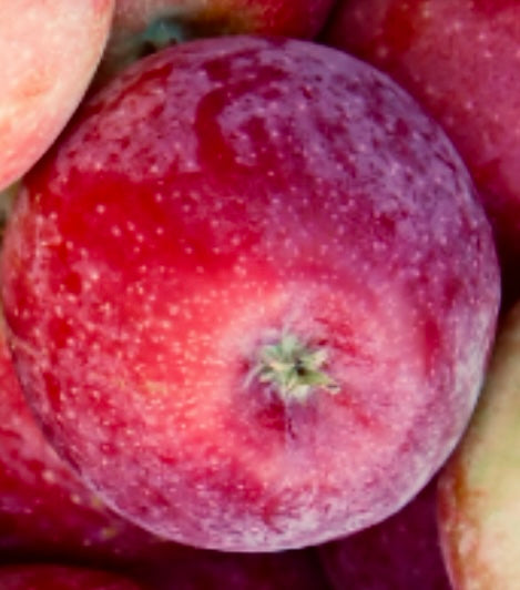 Lobo Äpple på Antonovka Grundstam - Malus Domestica 'Lobo'