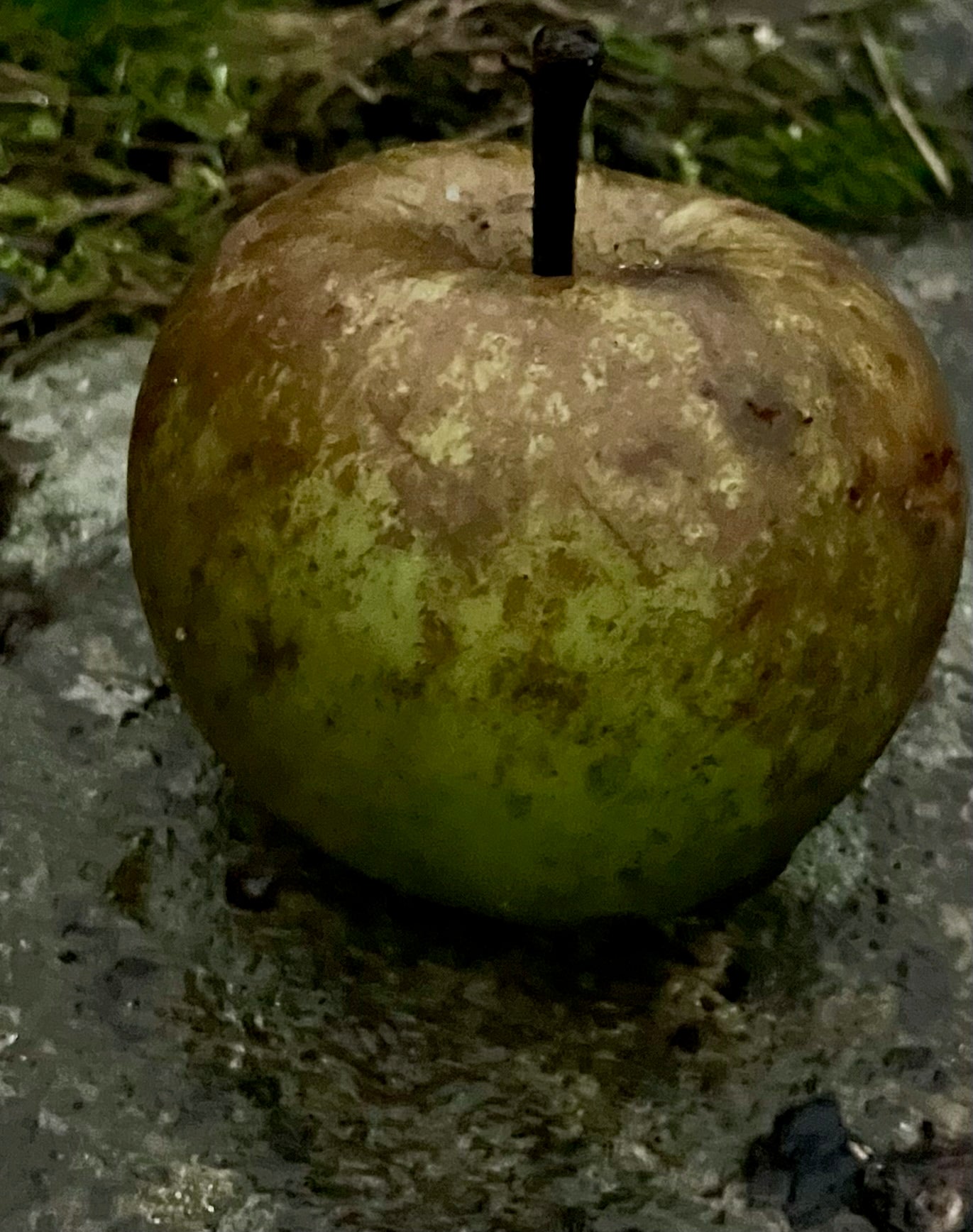 Coulon Äpple på Antonovka Grundstam - Malus Domestica 'Coulon'
