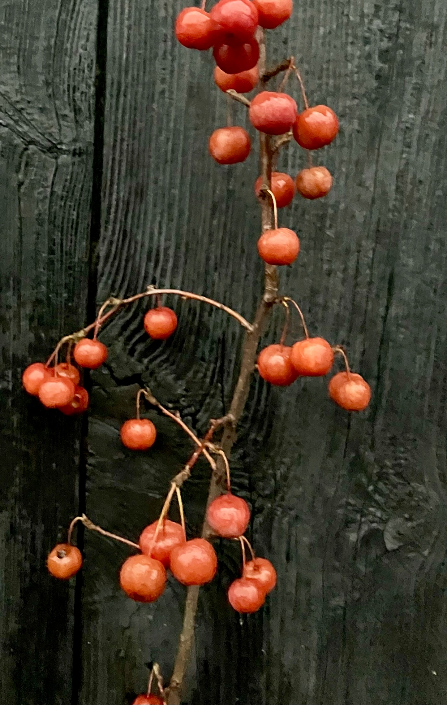 Coulon Äpple på Antonovka Grundstam - Malus Domestica 'Coulon'