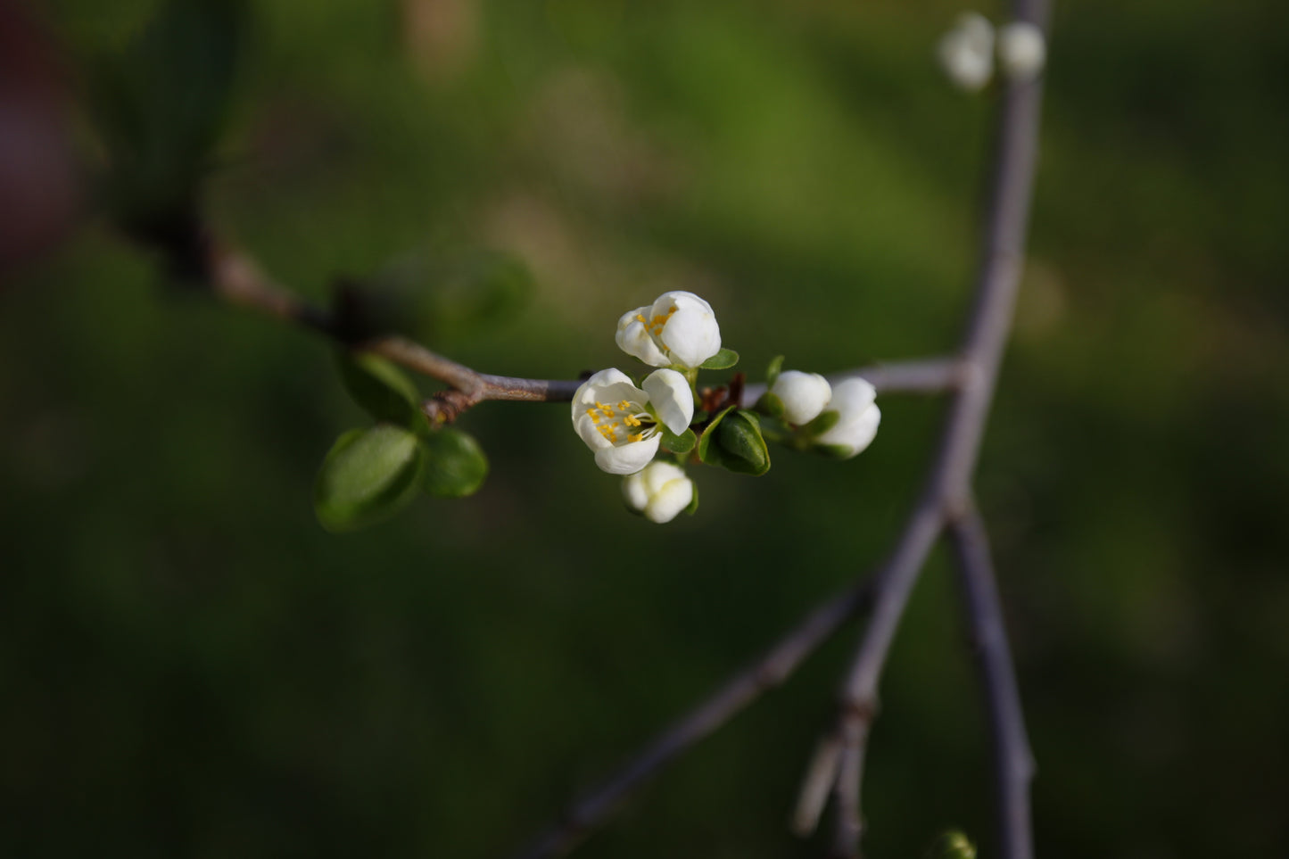 Sunburst Cherry