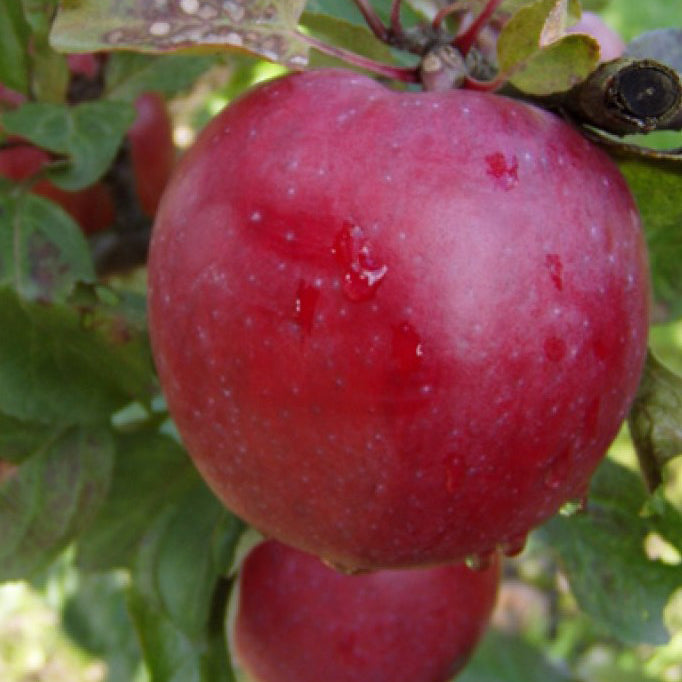 Berner Rosen Apfel auf P60 Wurzelstock