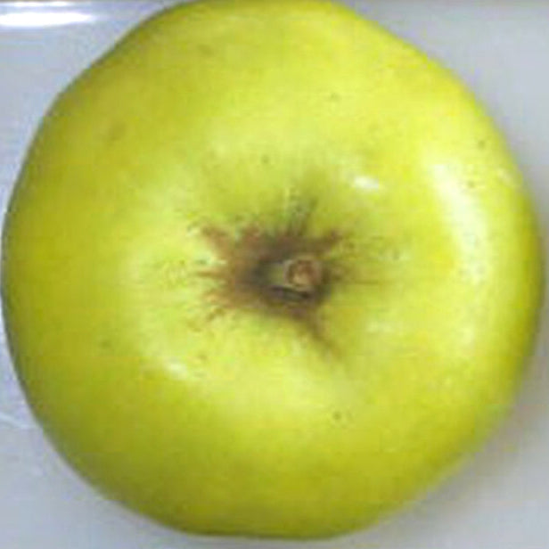 Bulmer's Norman Apple