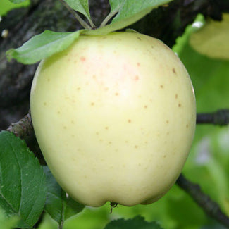 Langeland White Pigeon Apple