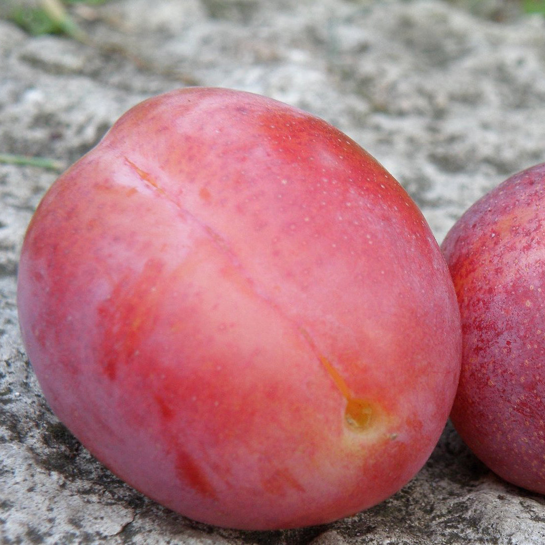 Victoria Plum