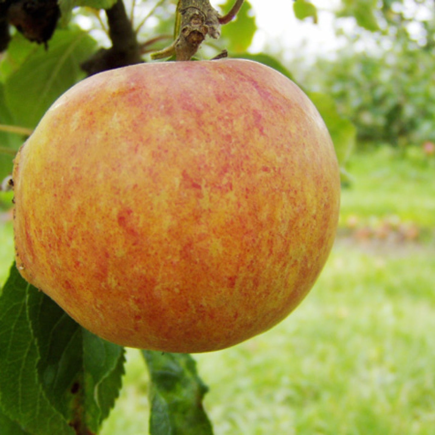 Cox's Orange Äpple på P60 Grundstam