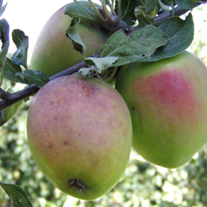 Bodil Neergaard Apple on P60 Rootstock