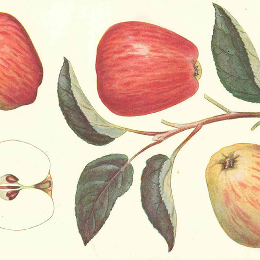 Guldborg Apple