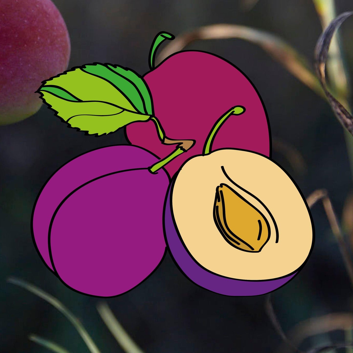 Heritage plum