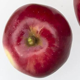 Purpurella Apple