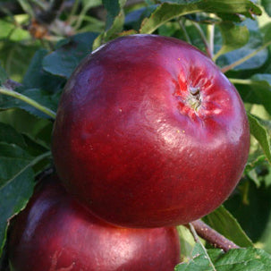 Redfree Apple