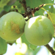 Reine Claude de Brahy (de Bavay) Plums