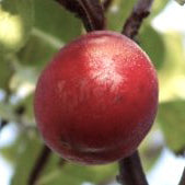 Rött Äggplommon Plum (1 m)