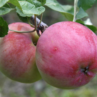 Rött Kaneläpple på Antonovka Grundstam